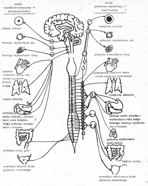 ukad wspóczulny i przywspóczulny