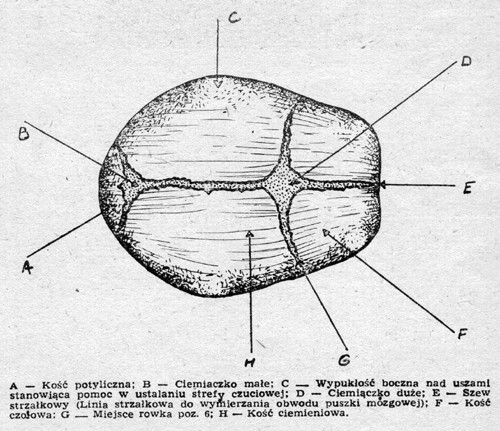 Rozmieszczenie ciemiczek